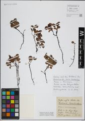 Foto von Salix herbacea L.